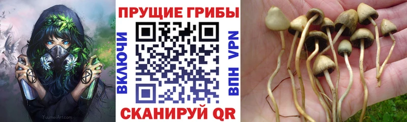 Псилоцибиновые грибы ЛСД где найти Котовск